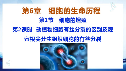 动植物细胞有丝分裂的区别及观察根尖分生组织细胞的有丝分裂-高一生物课件(人教版2019必修1)