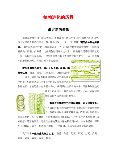 被子植物的进化历程