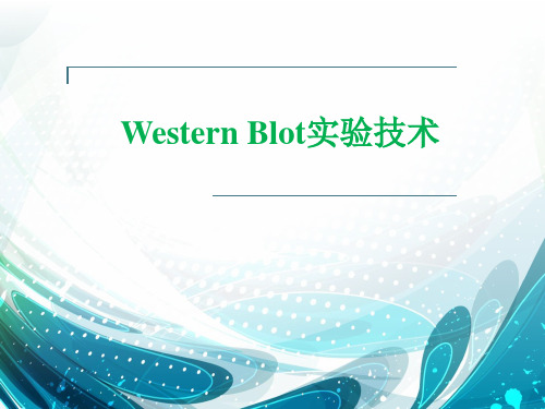 western blot