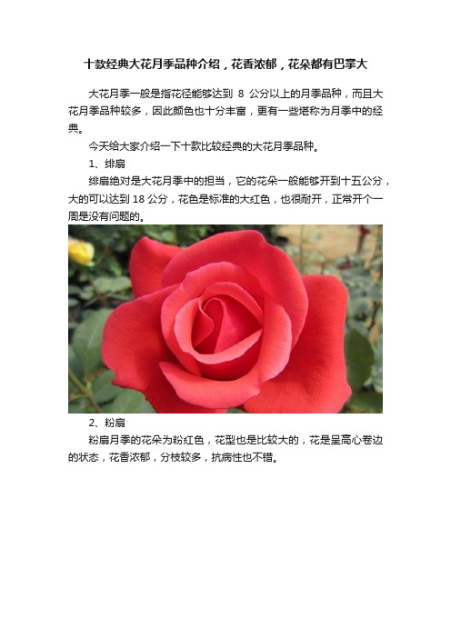 十款经典大花月季品种介绍，花香浓郁，花朵都有巴掌大