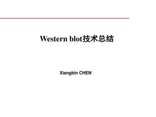 westernblot技术总结