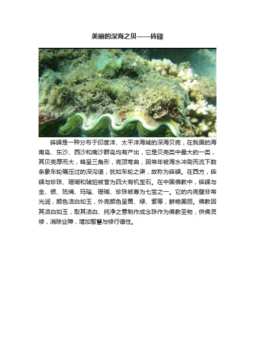 美丽的深海之贝——砗磲