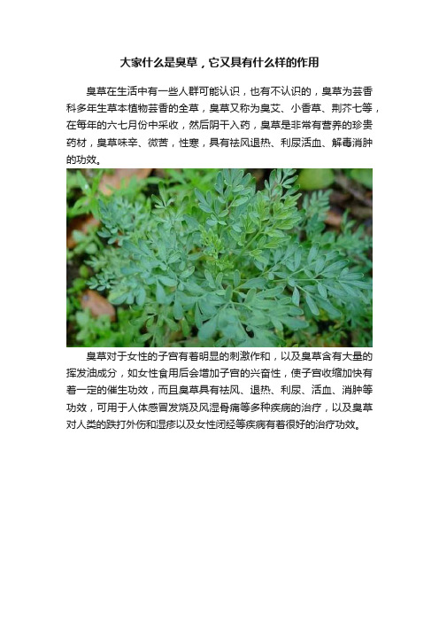 大家什么是臭草，它又具有什么样的作用