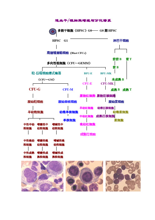 (完整版)造血干细胞分化图