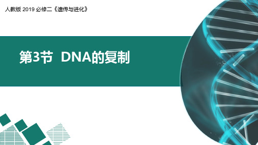 DNA的复制高一生物精品课件(人教版2019必修2)