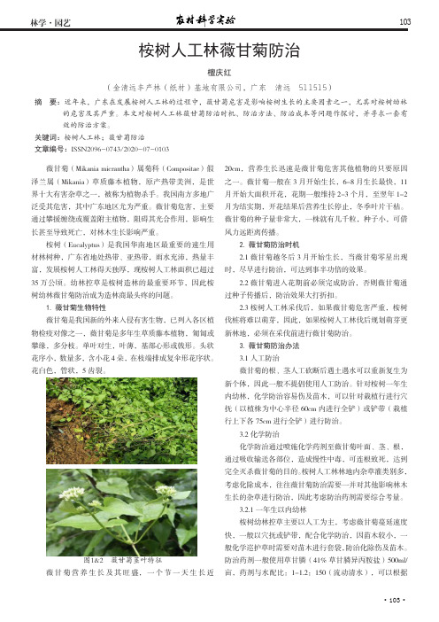 桉树人工林薇甘菊防治