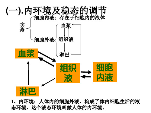 高三生物内环境及稳态的调节精品PPT课件