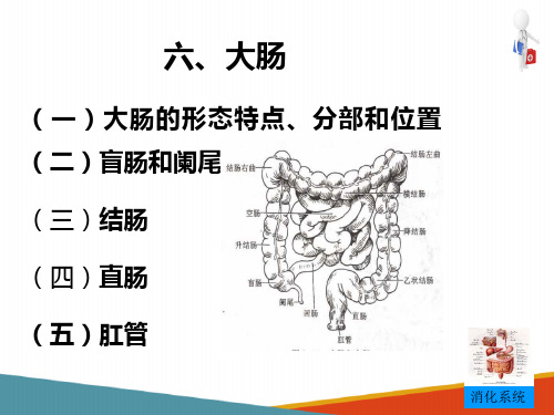 消化系统影像解剖—消化管(医学影像解剖学课件)