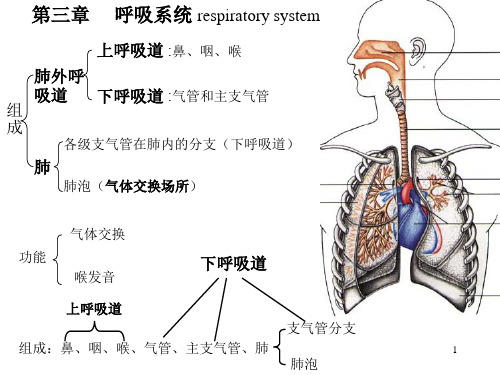 人体解剖学资料—呼吸系统