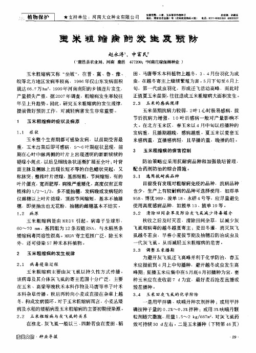 玉米粗缩病的发生及预防