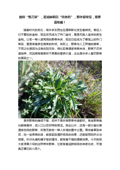 俗称“剪刀菜”，是润肺明目“特效药”，野外很常见，需要请收藏！