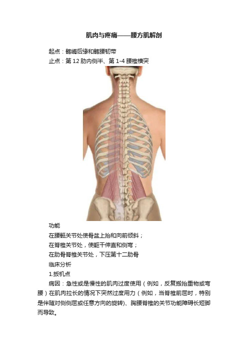 肌肉与疼痛——腰方肌解剖