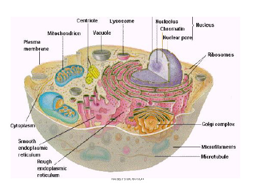 细胞内膜系统h课件