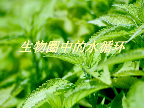 生物圈中的水循环