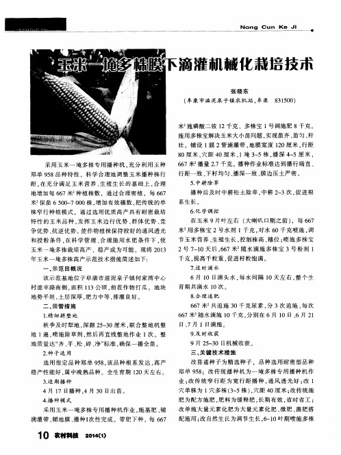 玉米-埯多株膜下滴灌机械化栽培技术