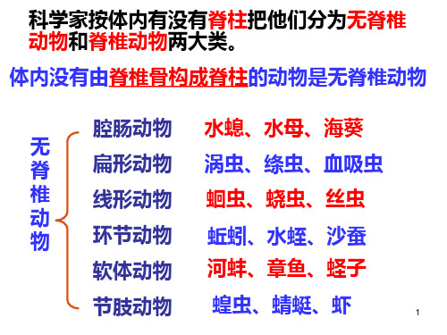 1-4-6鱼类(课件)冀少版七年级生物上册