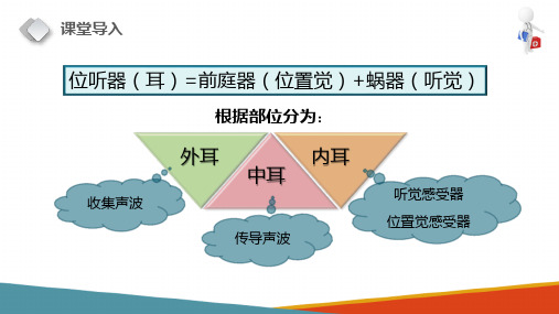 感觉器官—前庭蜗器(正常人体结构课件)