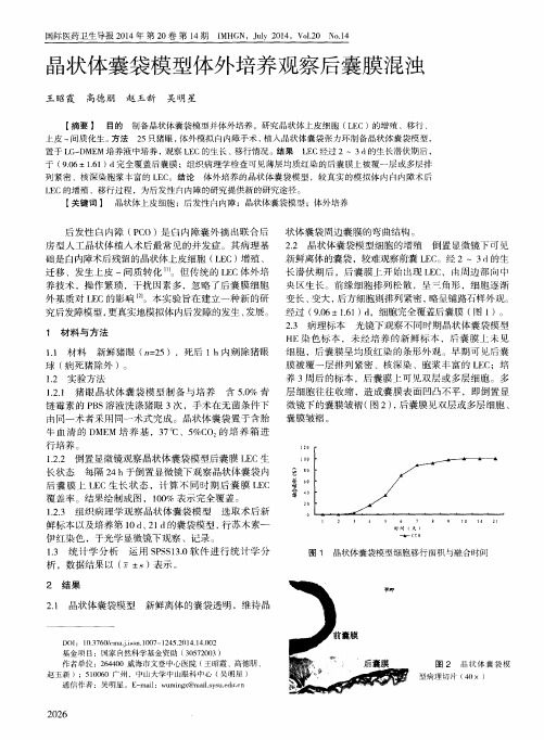 晶状体囊袋模型体外培养观察后囊膜混浊