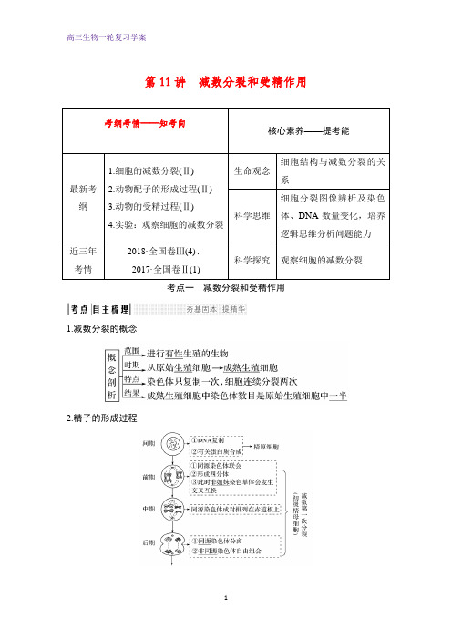 高三生物一轮复习优质学案：减数分裂和受精作用